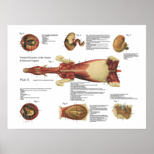 Horse Muscles Viscera Anatomy Poster Chart