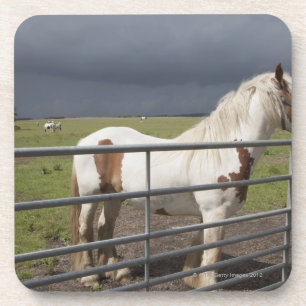 Horse near a fence coaster