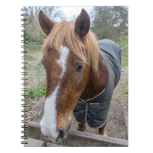 Horse notebook