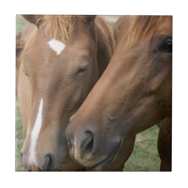 Horse Nuzzle Tile (Front)