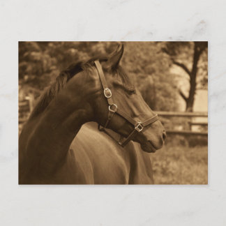 Horse of My Heart Postcard