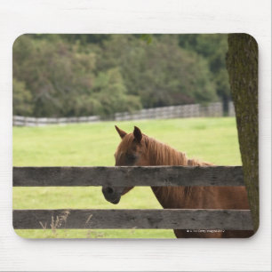 Horse on a farm relaxing by a tree mouse mat