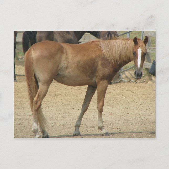 Horse on a hot day postcard (Front)
