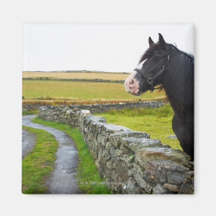Horse on farm in rural England Magnet