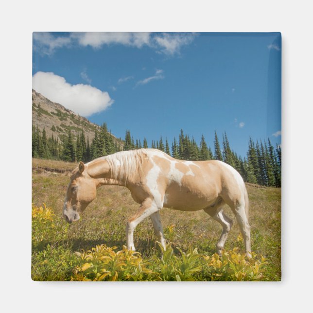 Horse on Grasses in an Alpine Meadow in Summer Magnet (Front)