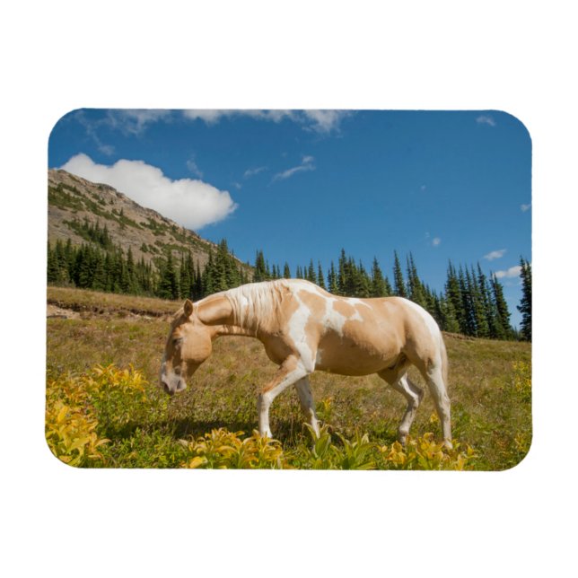 Horse on Grasses in an Alpine Meadow in Summer Magnet (Horizontal)
