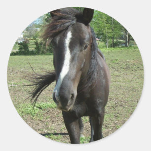 Horse Paint Classic Round Sticker
