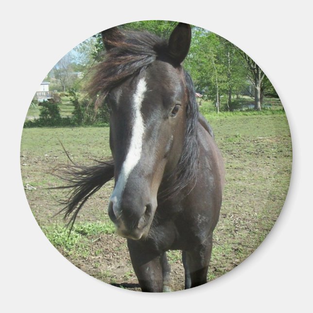 Horse Paint Magnet (Front)