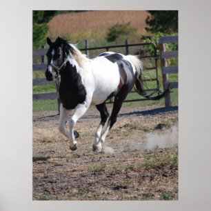 Horse/Paint Pinto Poster