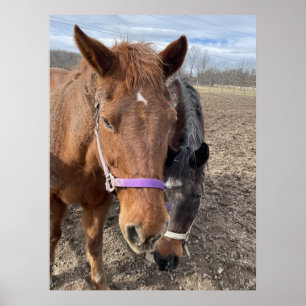 Horse Pair Poster