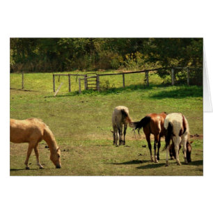 Horse Pasture