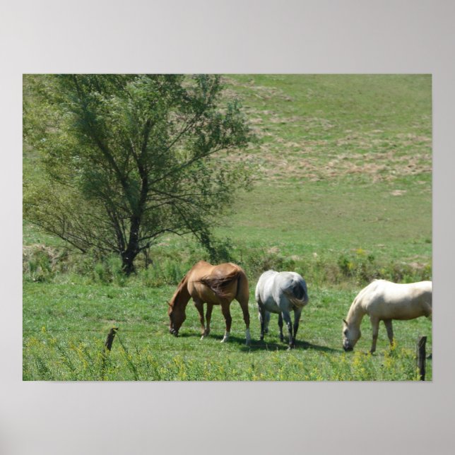 Horse Pasture Poster (Front)