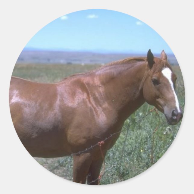 Horse Pasture Scene Classic Round Sticker (Front)