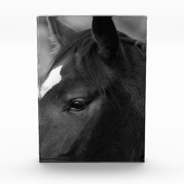 Horse pbcnm photo block (Front)