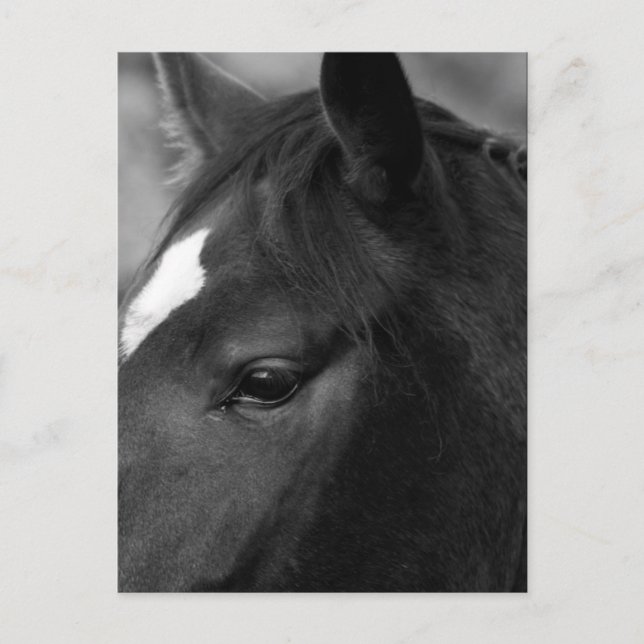 Horse pccnm postcard (Front)