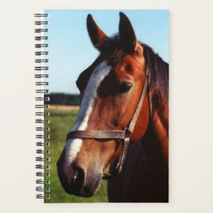 Horse Photo Equine Brown Horse Planner
