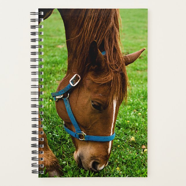 Horse Photo Equine Grazing Chestnut Stripe Planner (Front)