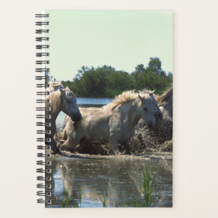 Horse Photo Equine Horses Crossing Water Planner