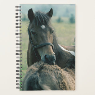 Horse Photo Equine Mare Foal Grooming Each Other Planner