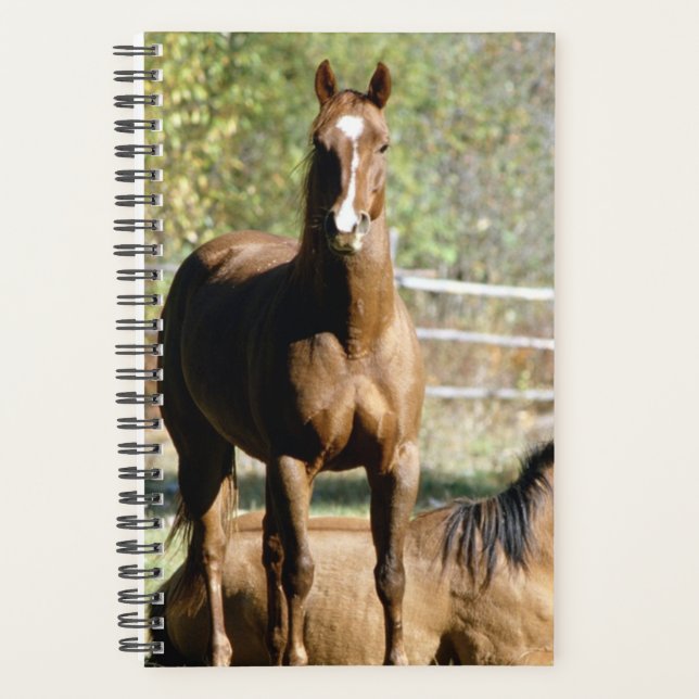 Horse Photo Equine Two Horses Pasture Planner (Front)