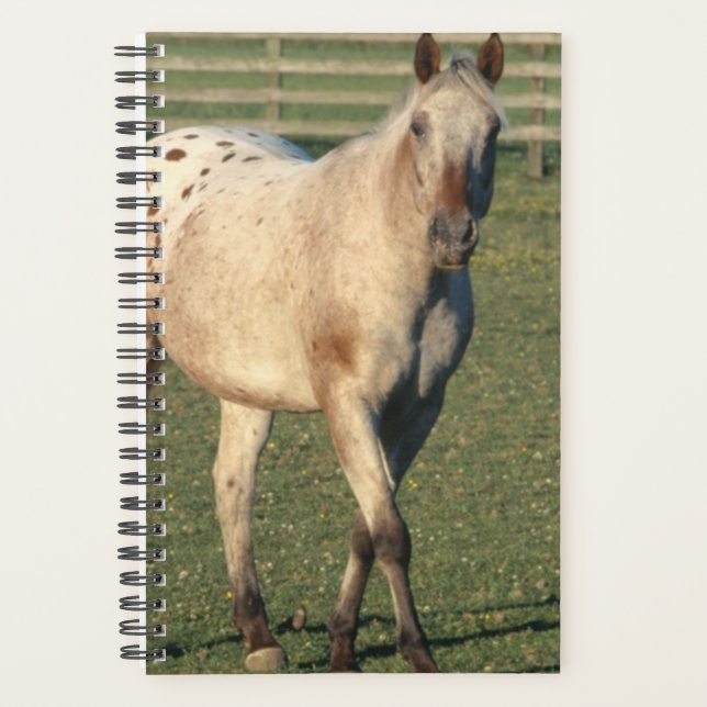 Horse Photo Equine Walking Appaloosa Planner (Front)