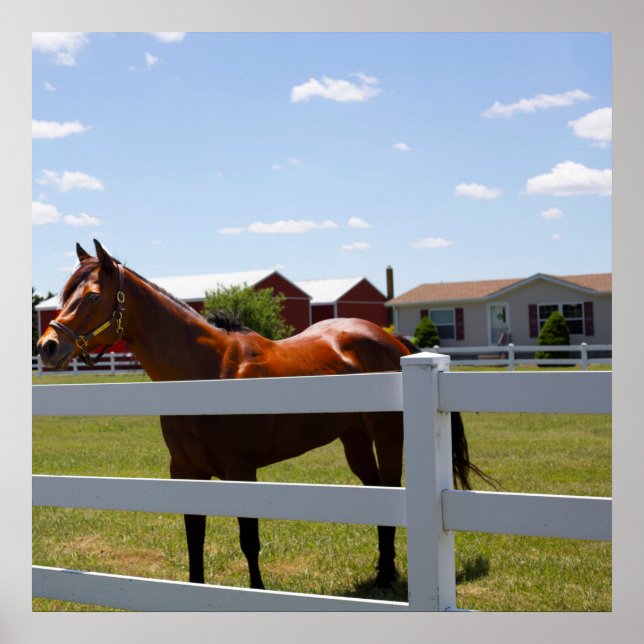 Horse Photo Poster (Front)