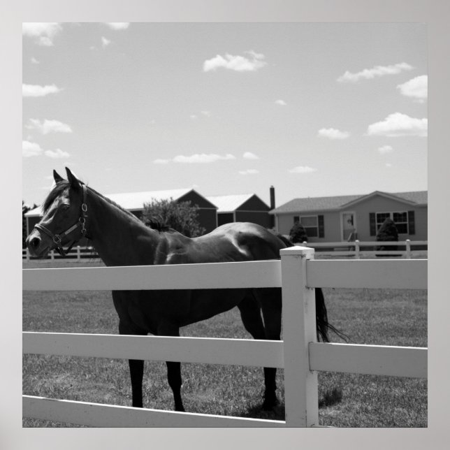 Horse Photo Poster (Front)