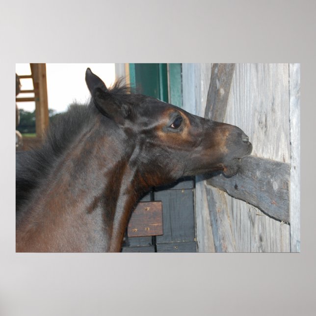 Horse Photo Poster (Front)