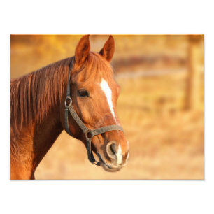 Horse Photo Print
