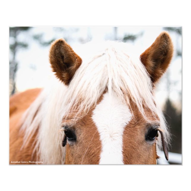 Horse Photo Print (Front)
