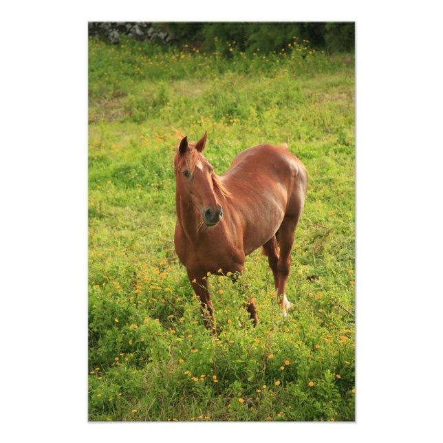 Horse Photo Print (Front)
