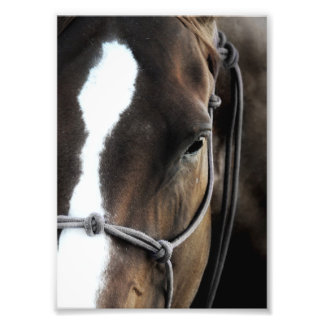 Horse Photo Print