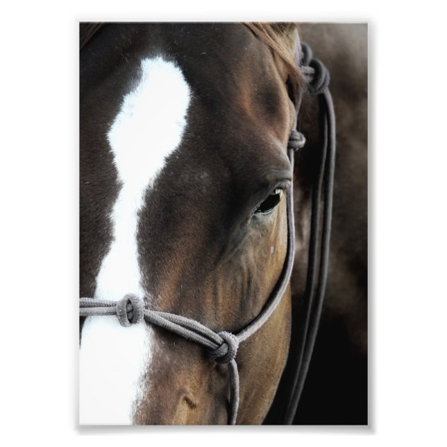 Horse Photo Print (Front)