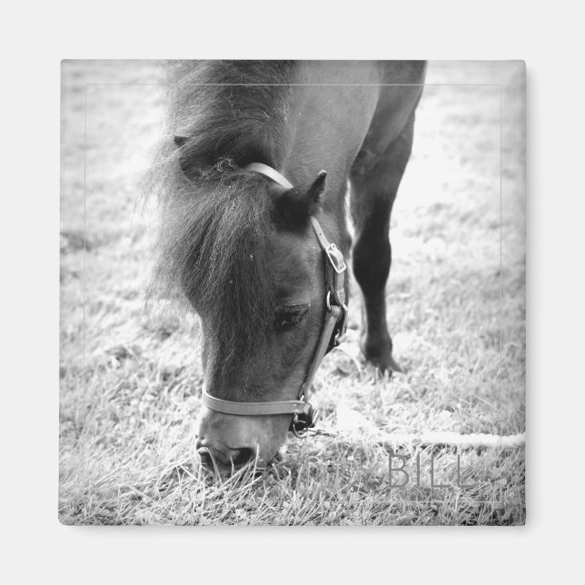 Horse Photo Timeless Keepsake Black White Pet Love Magnet (Front)