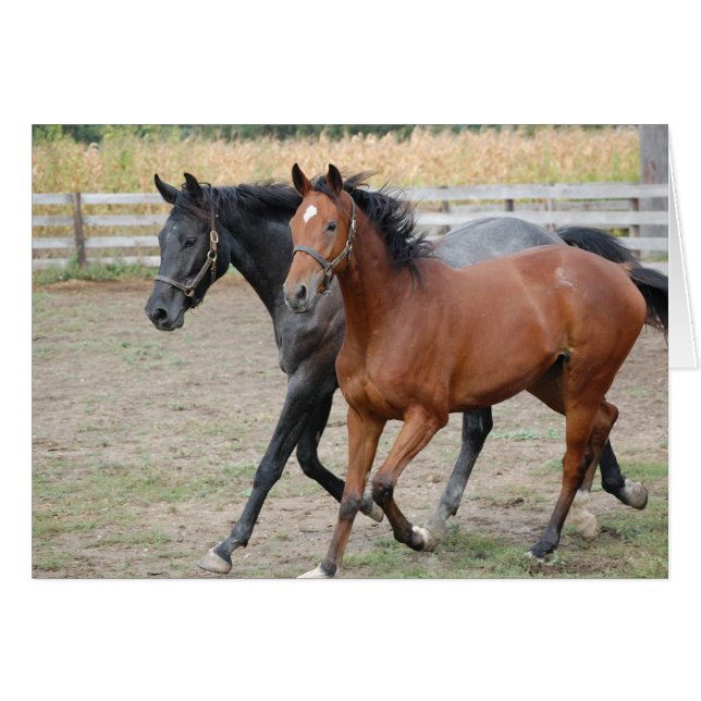 Horse Play (Front Horizontal)