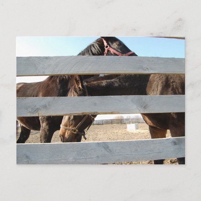 Horse Play Barn Horses Postcard (Front)