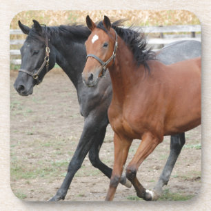 Horse Play Coaster