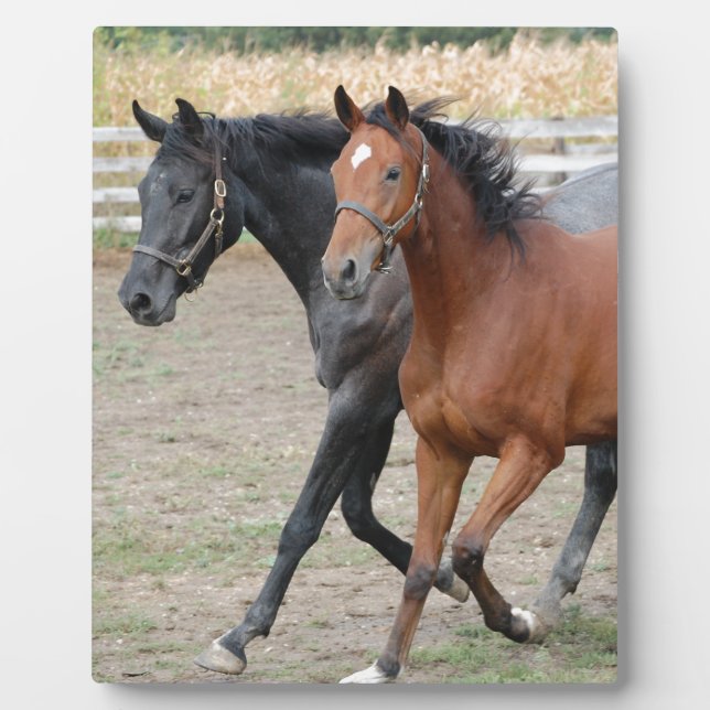 Horse Play Plaque (Front)