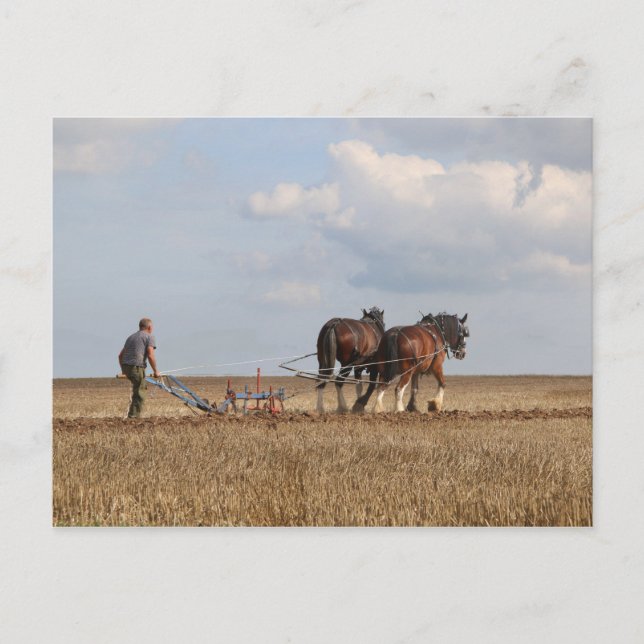 Horse Ploughing: Great Dorset Steam Fair Postcard (Front)