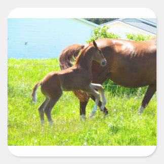 Horse Pony Baby Foal Cute Square Sticker
