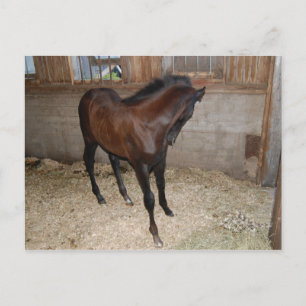 Horse/Pony Postcard