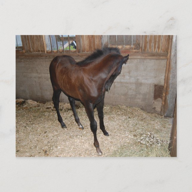 Horse/Pony Postcard (Front)