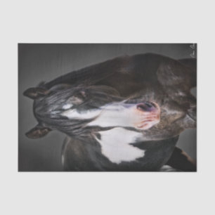 Horse Portrait II Tissue Paper