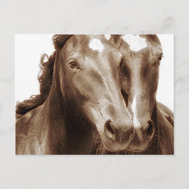 Horse Portrait III Postcard (Front)