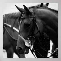 Horse portrait in black and white