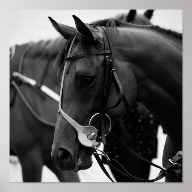 Horse portrait in black and white poster (Front)
