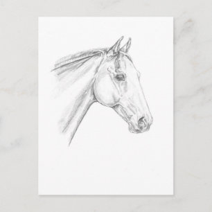 Horse Portrait in Pencil Postcard