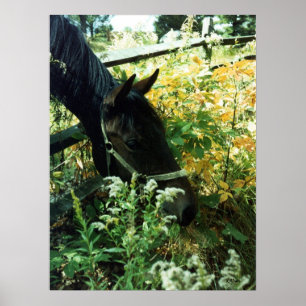 Horse Portrait l Poster