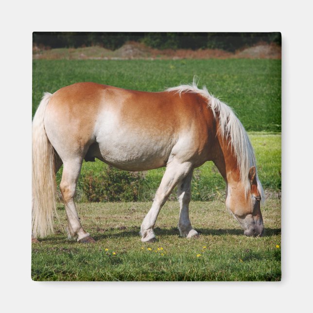 Horse portrait magnet (Front)