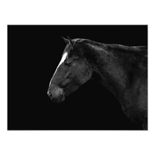 Horse portrait photo print